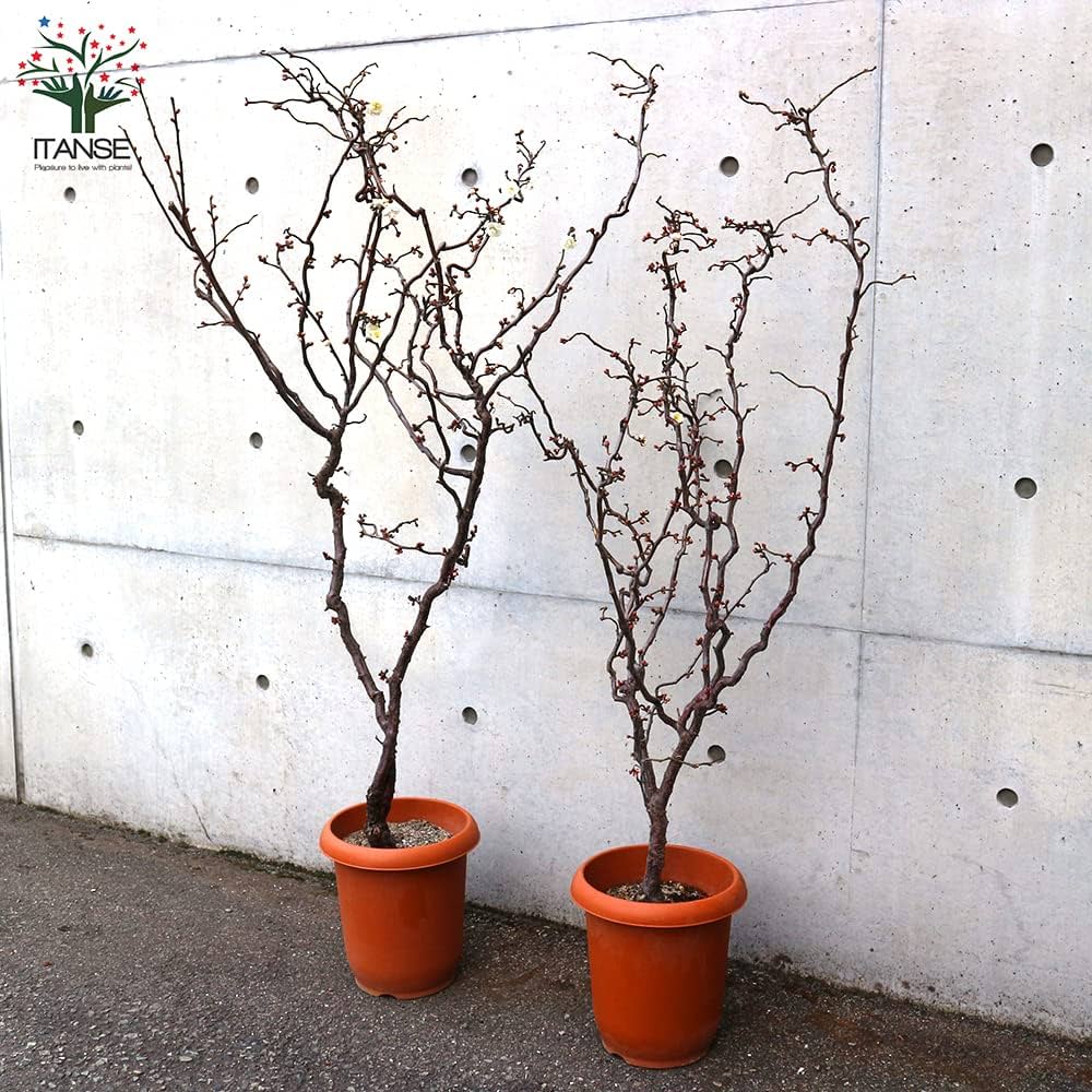 Amazon.co.jp: 雲竜梅(ウンリュウバイ) 8号鉢【品種で選べる花木苗/1個