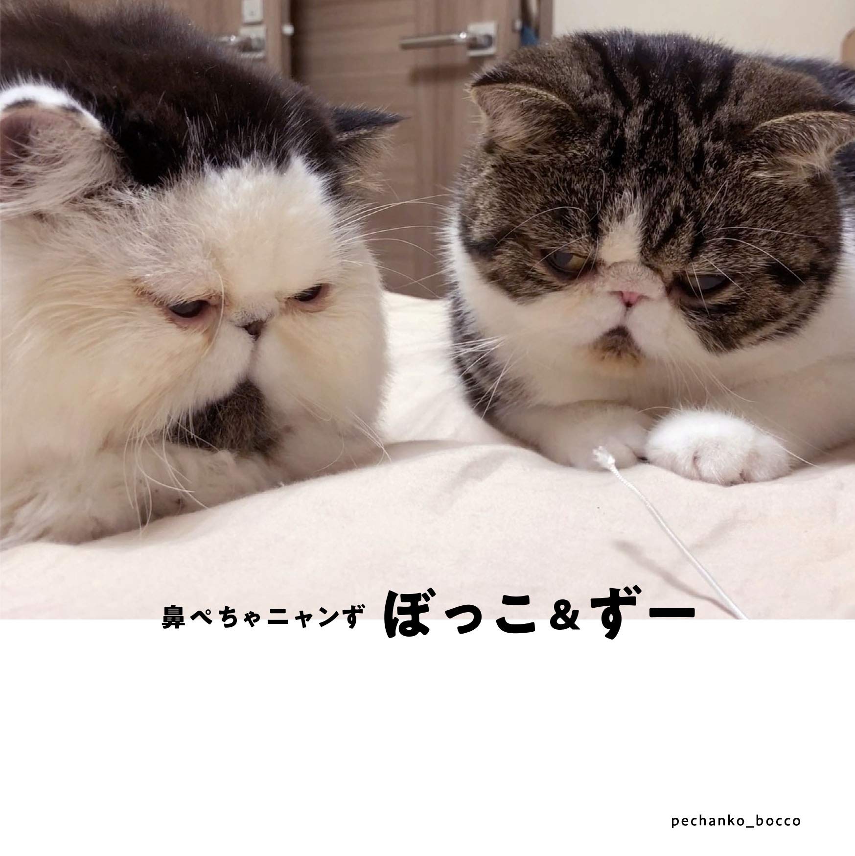 Amazon.co.jp: 鼻ぺちゃニャンず ぼっこ&ずー写真集 : pechanko_bocco