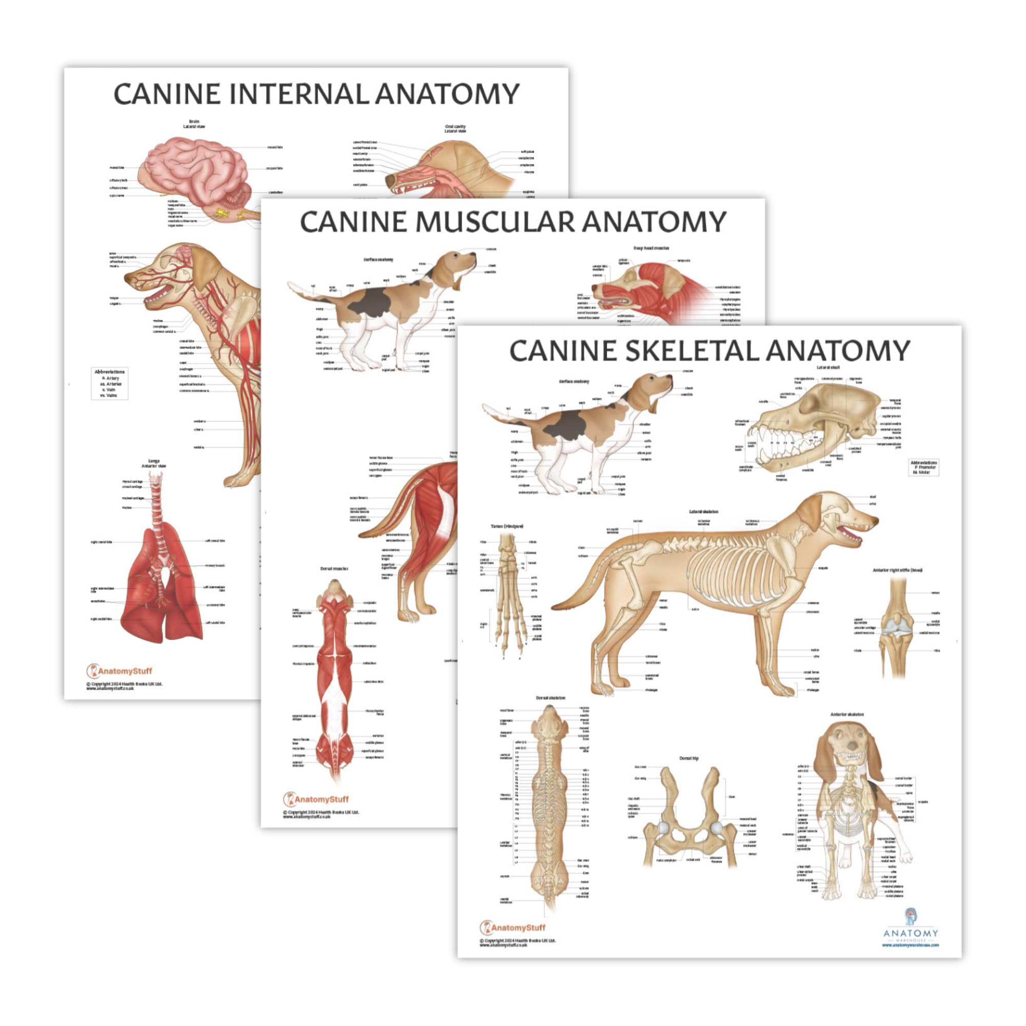 Amazon.co.jp: 3パック 犬の筋肉と骨格系 内臓解剖学ポスターセット