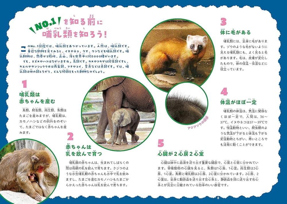 Amazon.com: 動物No.1図鑑: 9784866513546: 藤原尚太郎: Books