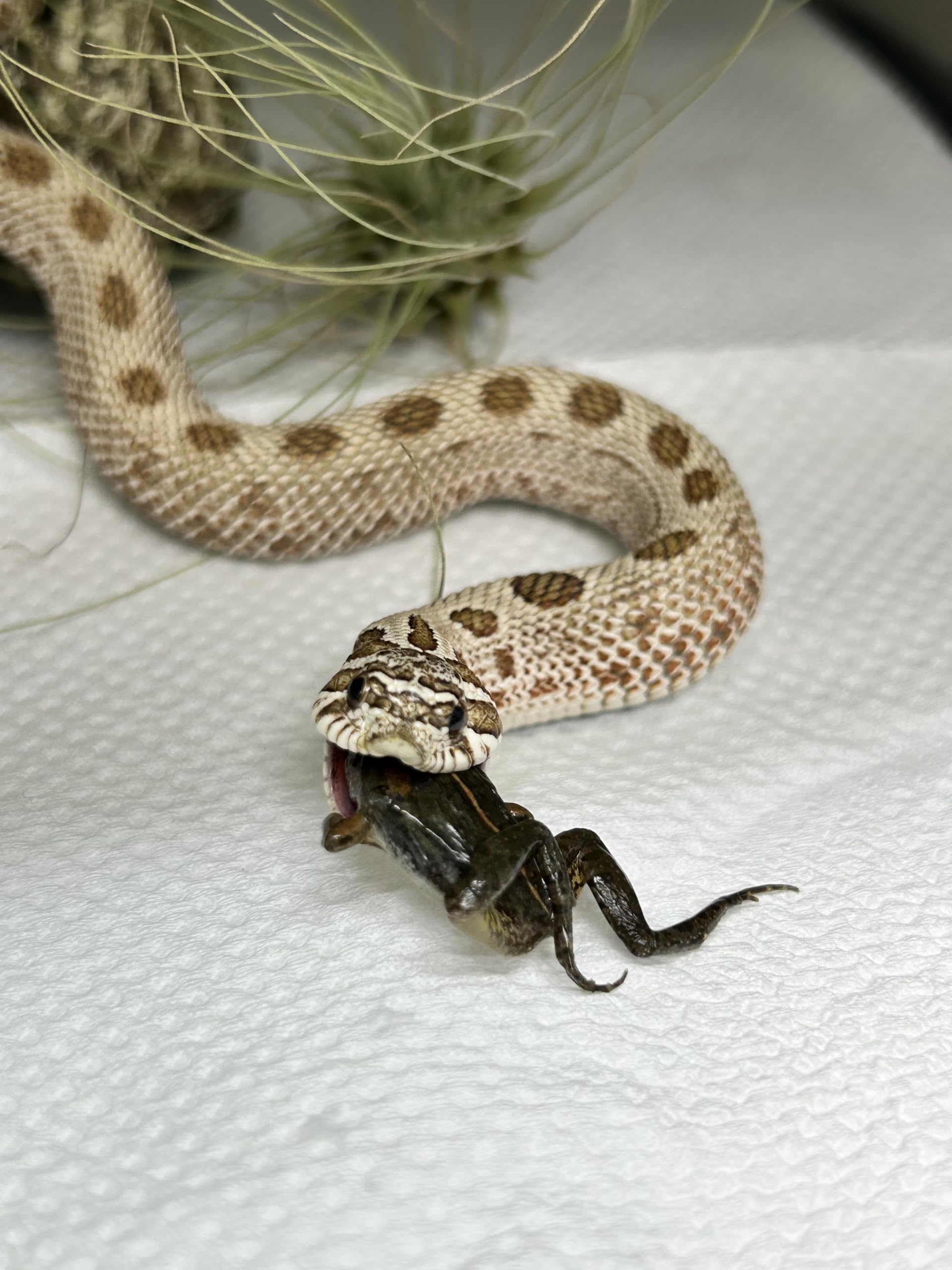 Amazon | 冷凍餌 10匹 餌用カエル ヌマガエル エサ用 急速冷凍 ヘビの