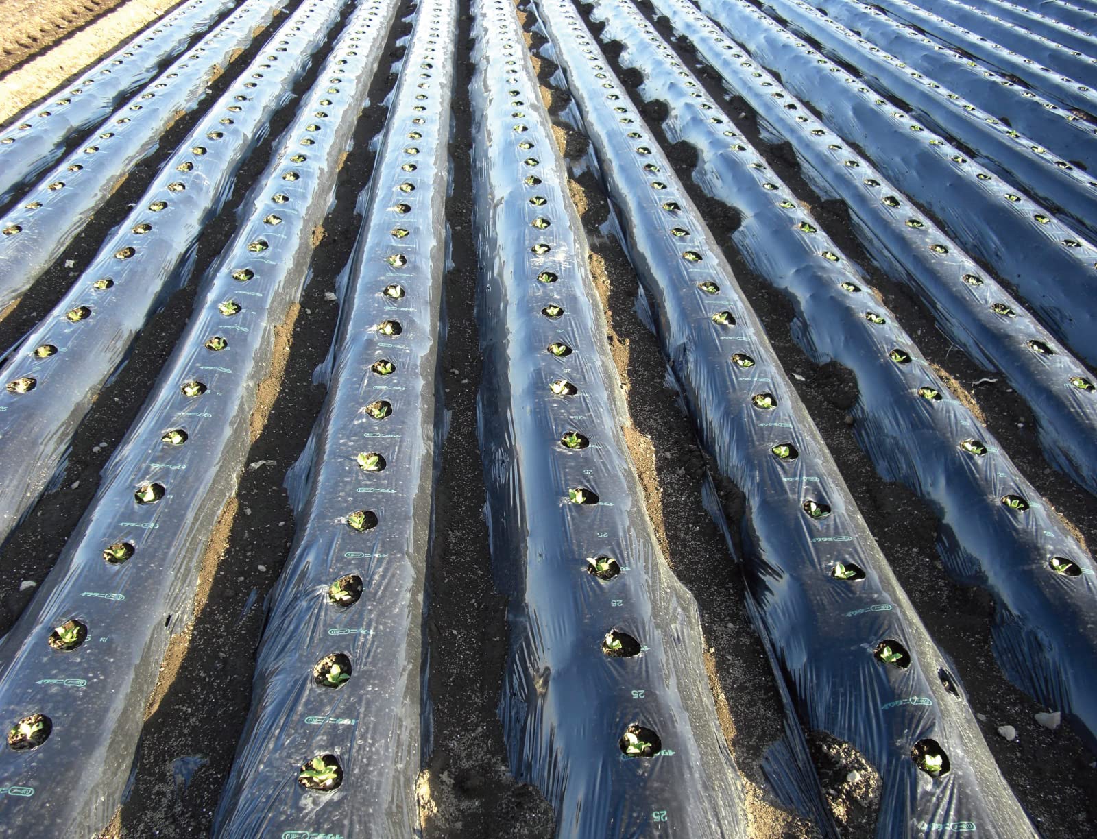 Amazon.co.jp: 新富士バーナー マルチバーナープロ 農業用 マルチ