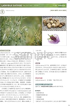 新・臨床家のためのホメオパシーマテリアメディカ 下巻 | 森井 啓二