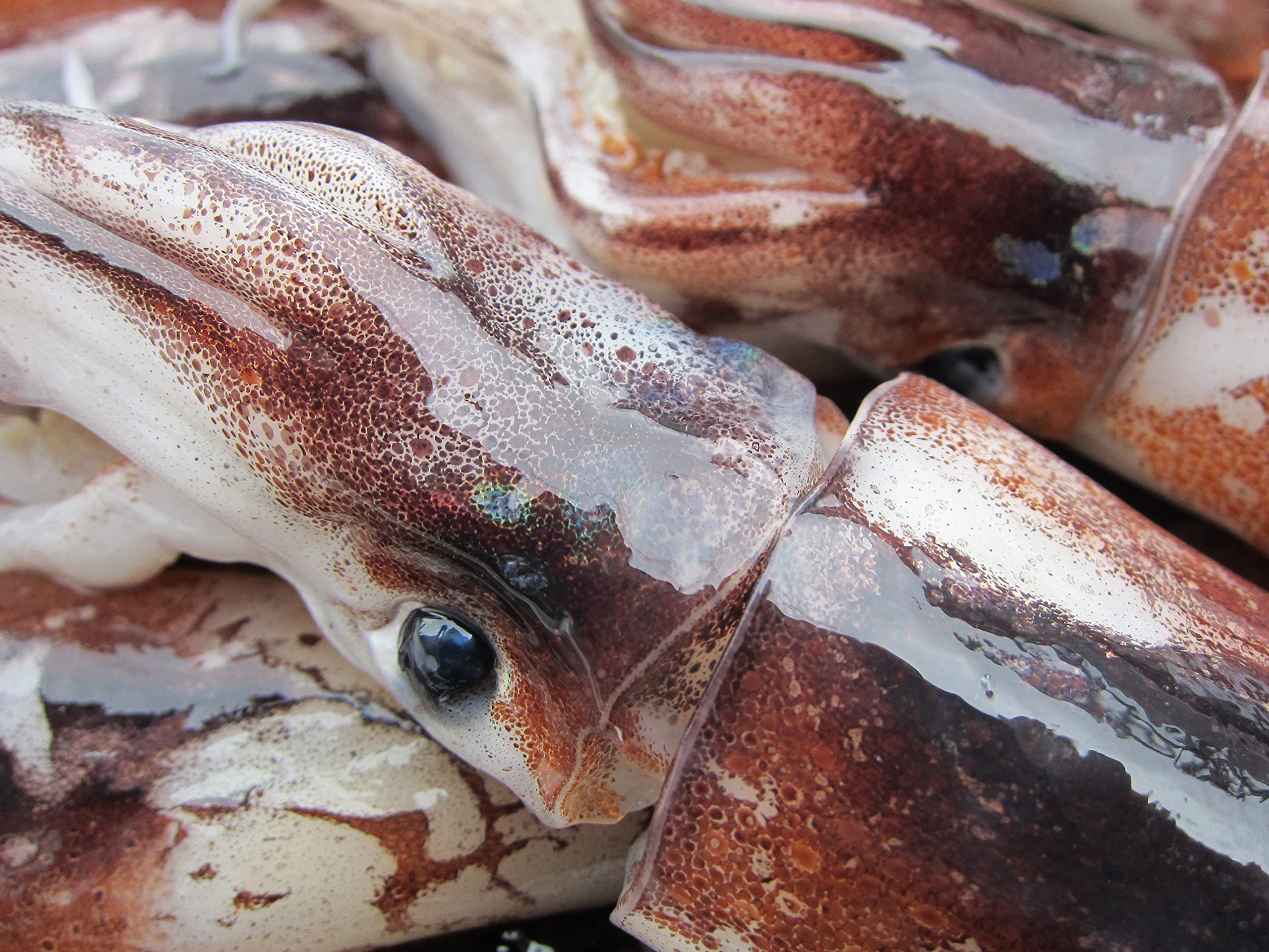 Amazon.co.jp: スルメイカ（真烏賊）20尾位で4kg 大サイズ : 食品