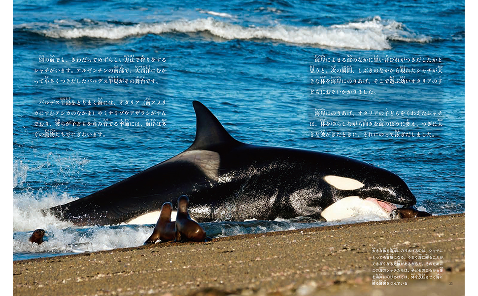 月刊たくさんのふしぎ2021年12月号 |本 | 通販 | Amazon