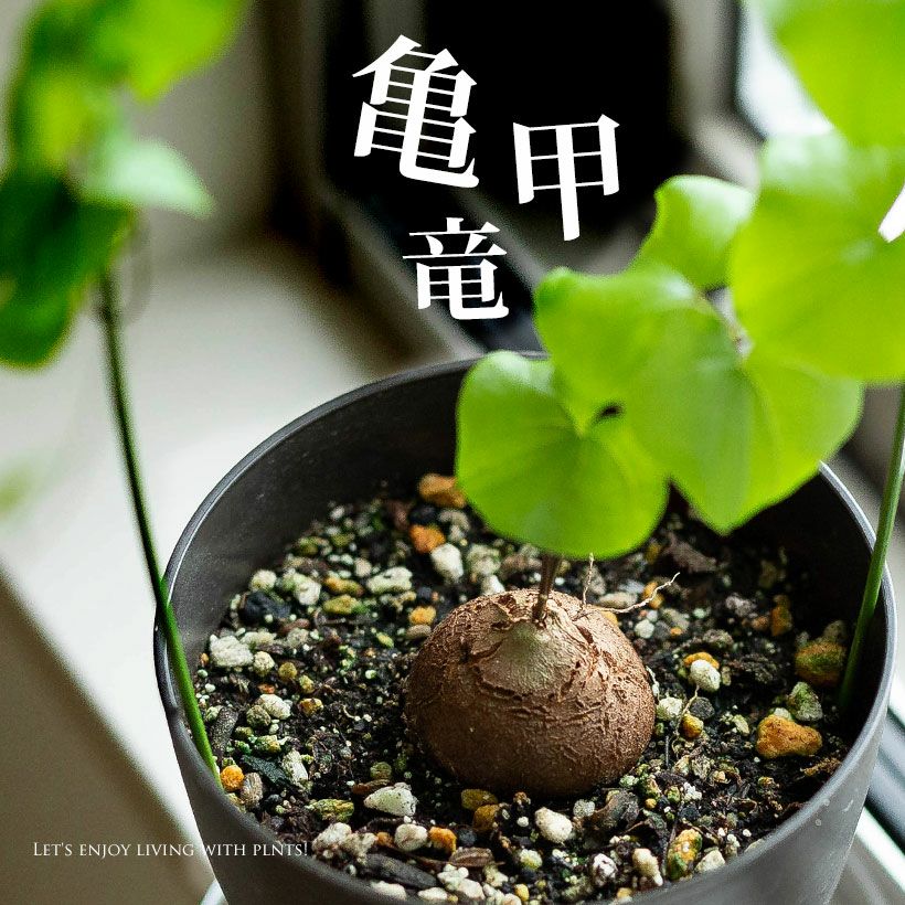 アフリカ亀甲竜｜葉っぱ際立つ行燈作り：育て方付き｜e花屋さん