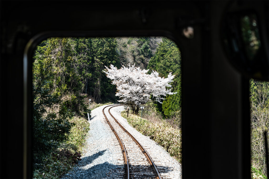 のと鉄道能登鹿島駅（能登さくら駅）。満開の桜が全線復旧を祝う