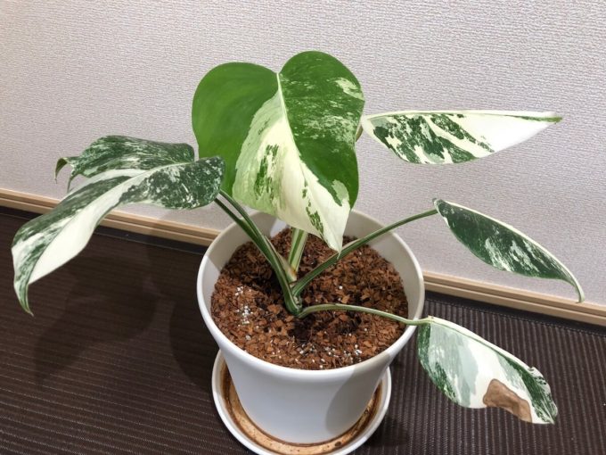 モンステラ ホワイトタイガーの育て方（ボルシギアナの細かい白斑品種