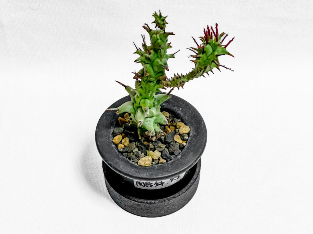 ユーフォルビア・ホリダモンストを植え替えたッ！！ | もすレコ。