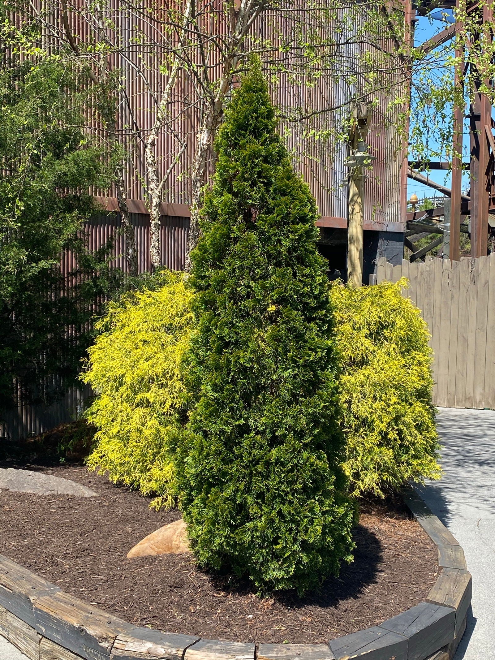 Buy Thuja occidentalis 'Smaragd' Emerald Green Columnar Arborvitae