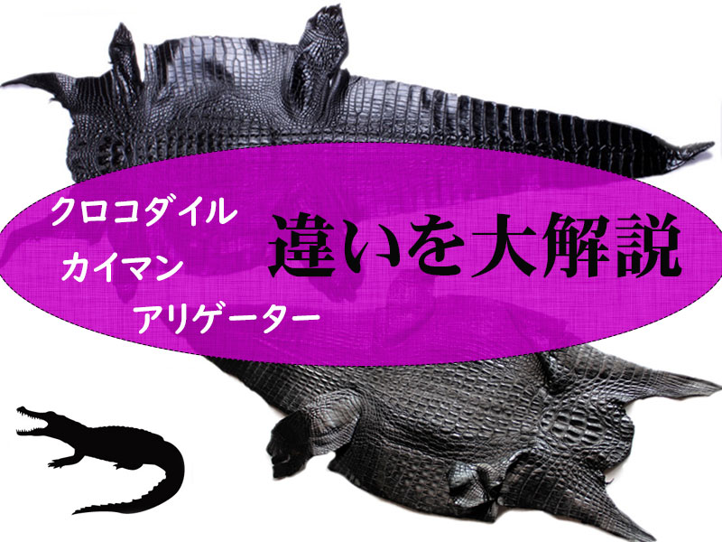 カイマンとクロコダイルとアリゲーターの違いを大解説！ | MUDMONKEY