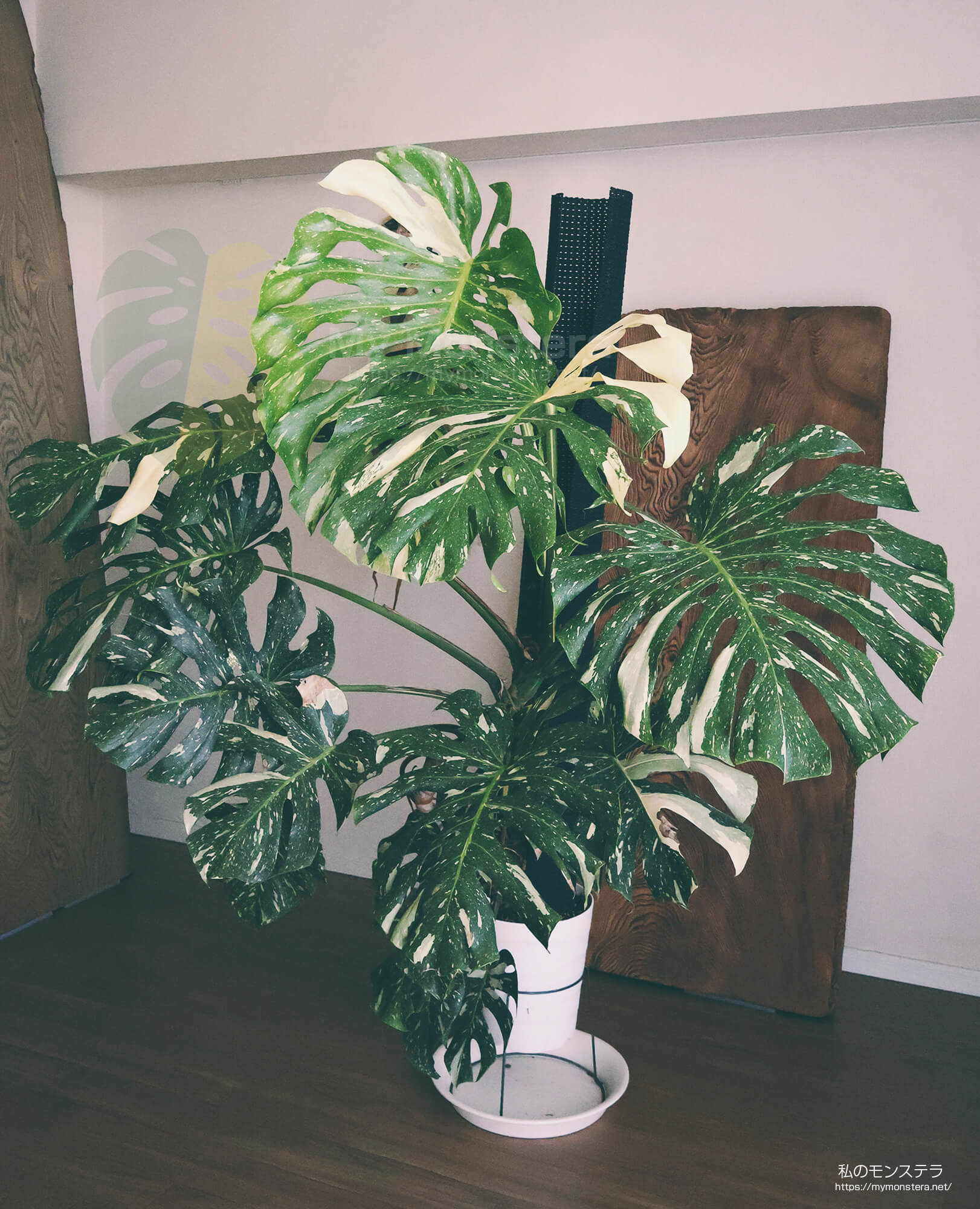 モンステラデリシオーサタイコンステレーション( Monstera​ Deliciosa