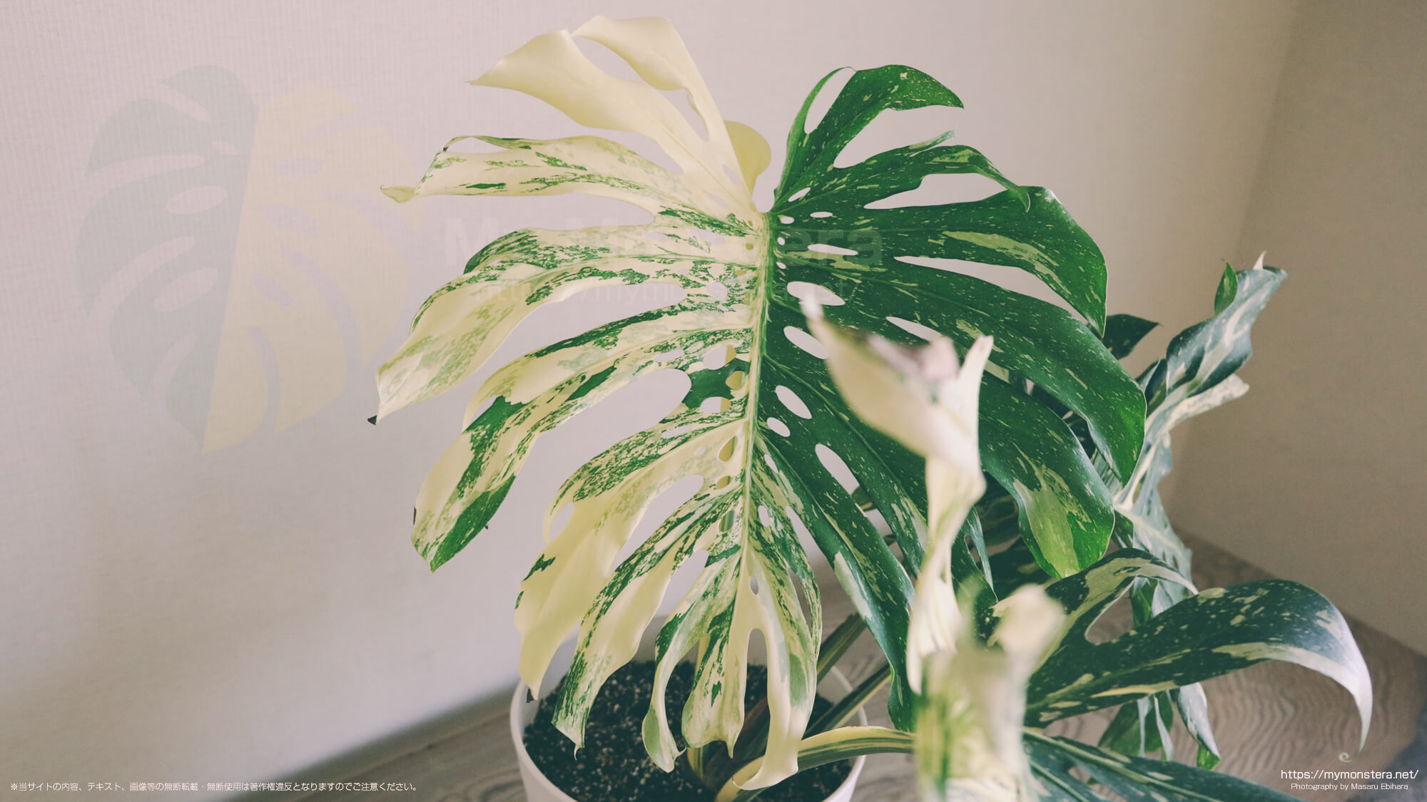 モンステライエローモンスター( Monstera deliciosa Yellow monster