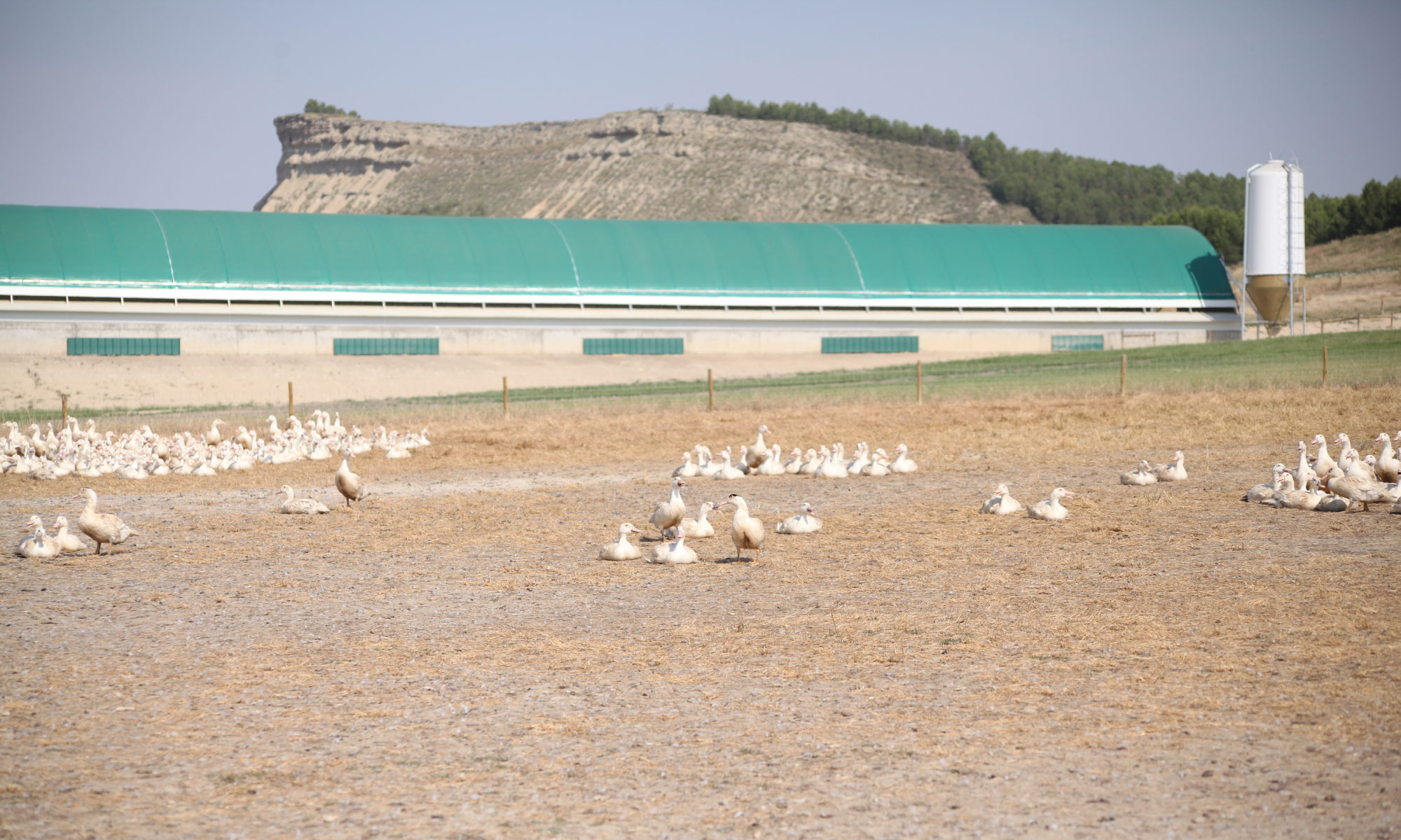 SPANISH DOWN - NANGA | ナンガ