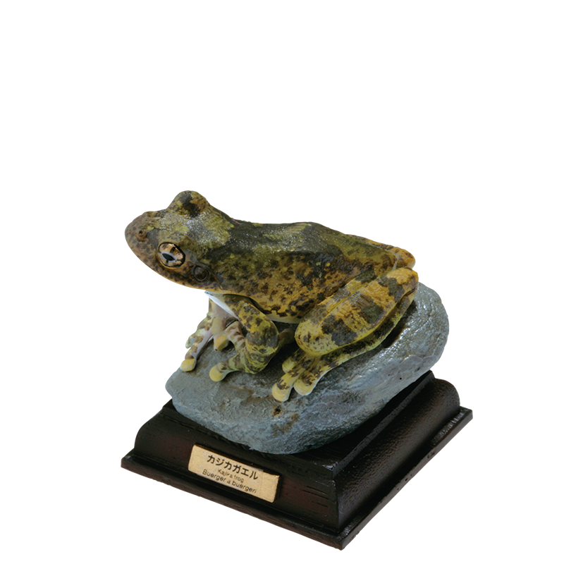 日本のカエル THE FROGS IN JAPAN – ネイチャーテクニカラー公式