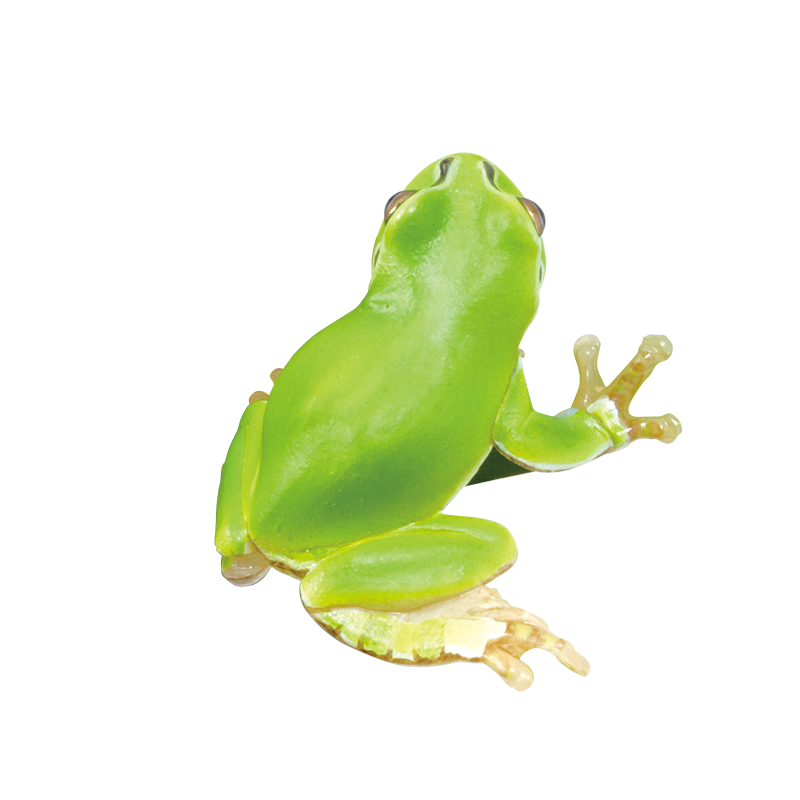 日本のカエル THE FROGS IN JAPAN – ネイチャーテクニカラー公式