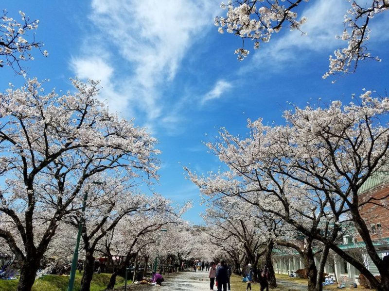 高知の花見スポットおすすめ10選 春は桜を見に行こう | ねむり猫の