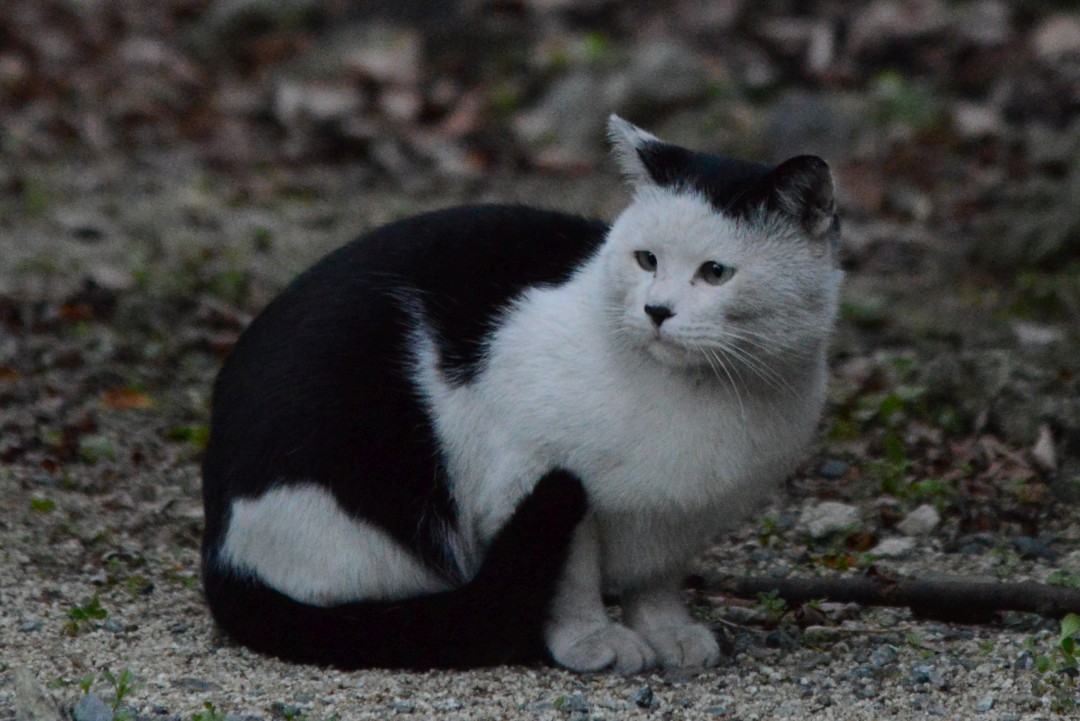 この世界の片隅で、ネコEP:78「幻の猫」