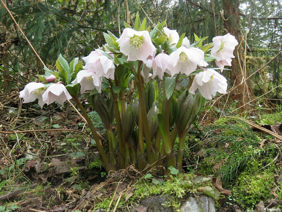 幻の花 ヘレボルス・チベタヌス〉クリスマスローズの可能性を探る