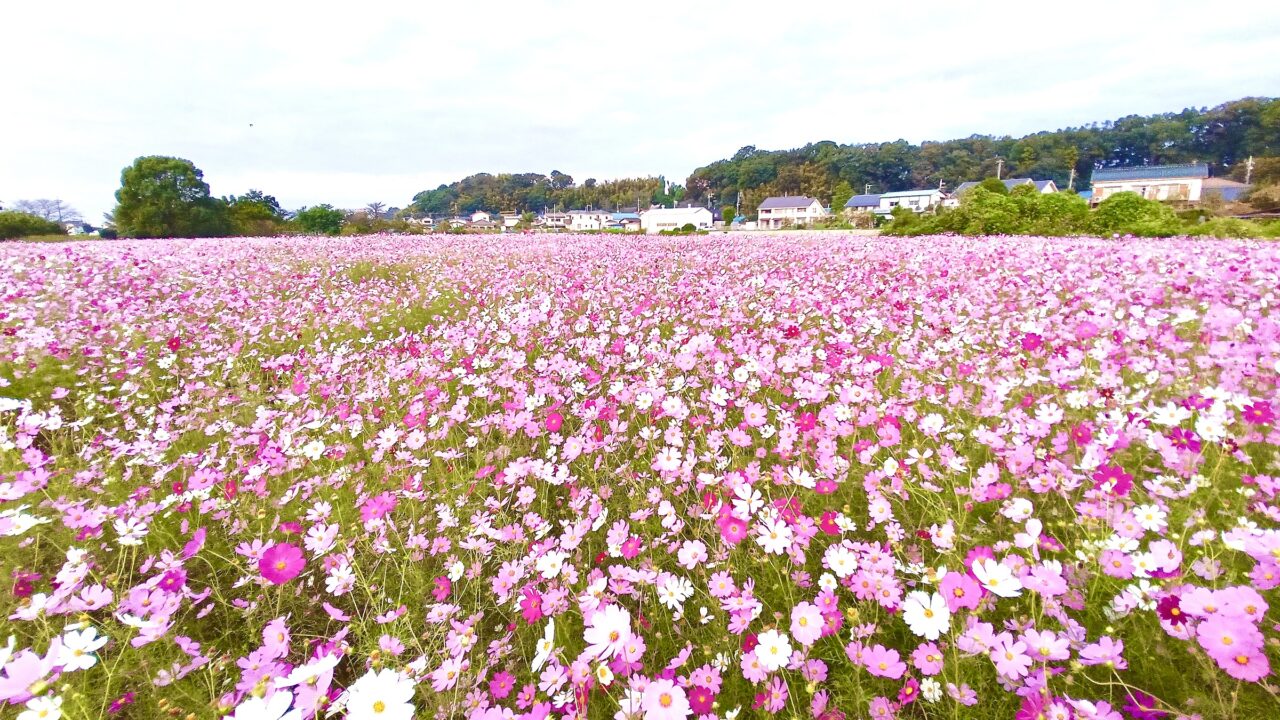 新座市周辺】彩り鮮やかなコスモスがいま見頃です。こんなにステキな