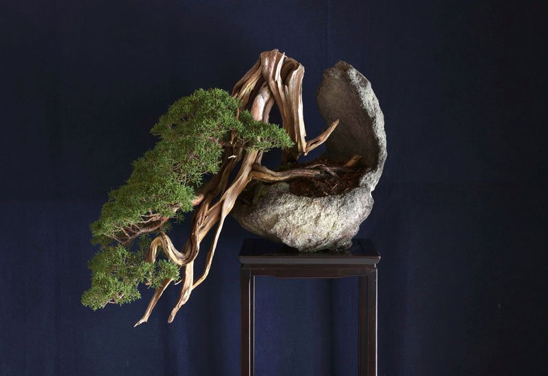 盆栽の王 糸魚川真柏 | 新潟日報