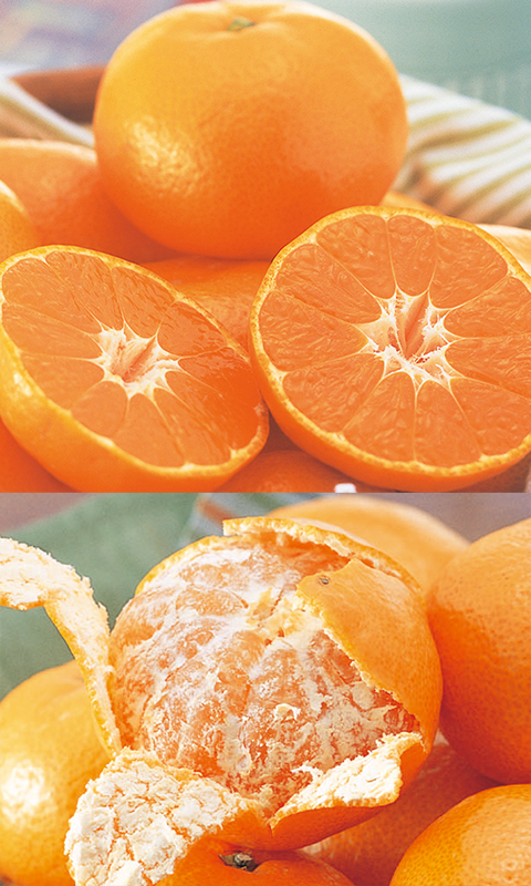 愛媛みかん9kg-贈答用 | のま果樹園