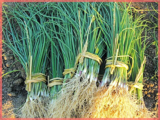 玉ねぎ苗 【予約】 【 早生 ソニック 】 約100本 [ たまねぎ苗