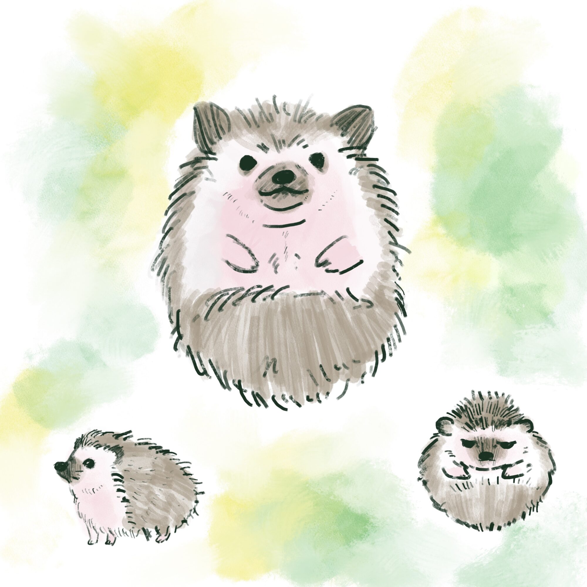 ハリネズミ - novalue - 自分らしさで彩るメディア