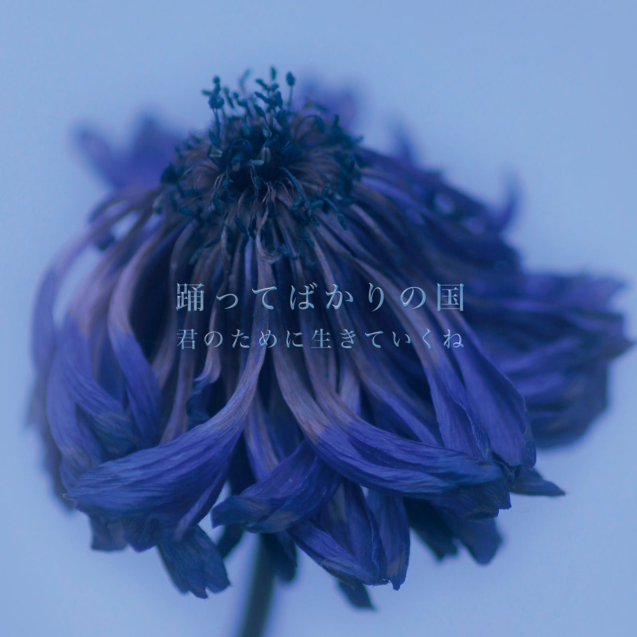 君のために生きていくね | 踊ってばかりの国