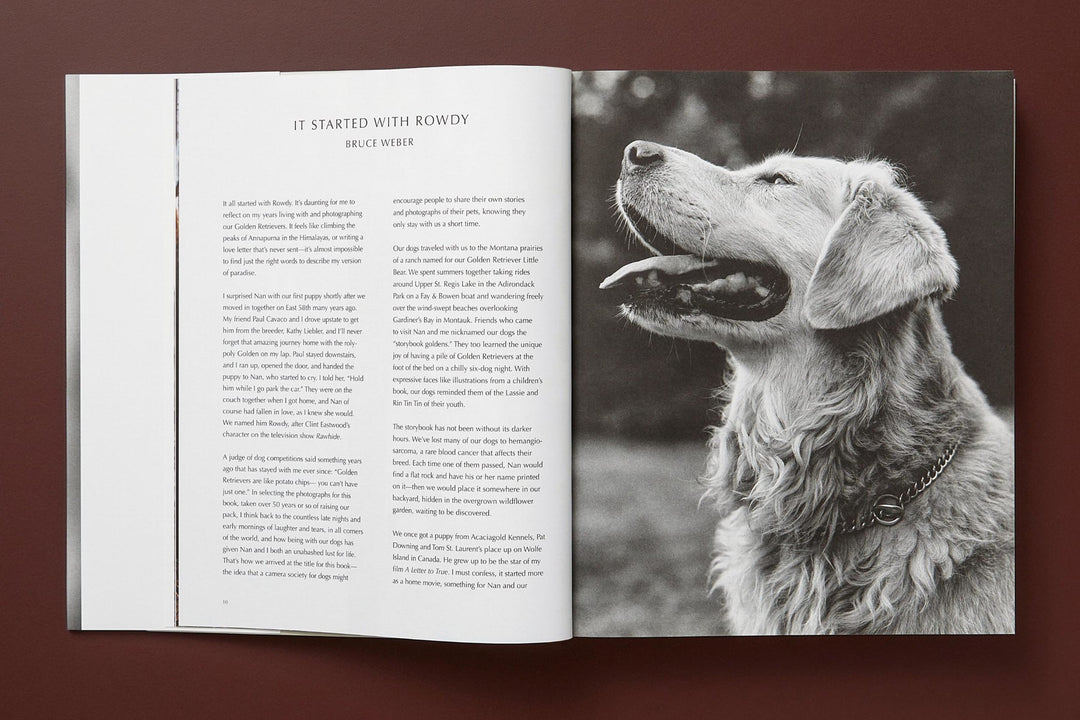 The Golden Retriever Photographic Society – Odd McLean