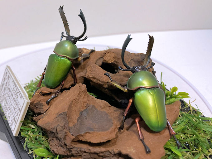 昆虫標本 | オオクワ京都昆虫館 クワガタ カブトムシ 昆虫標本 昆虫