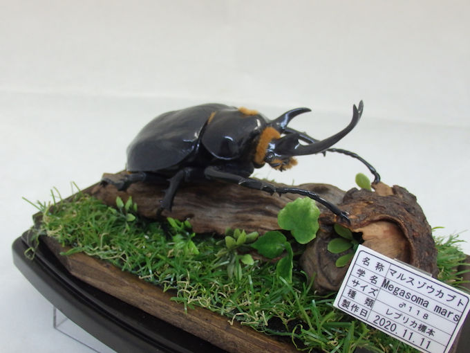 マルスゾウカブト♂118（レプリカ標本） | オオクワ京都昆虫館