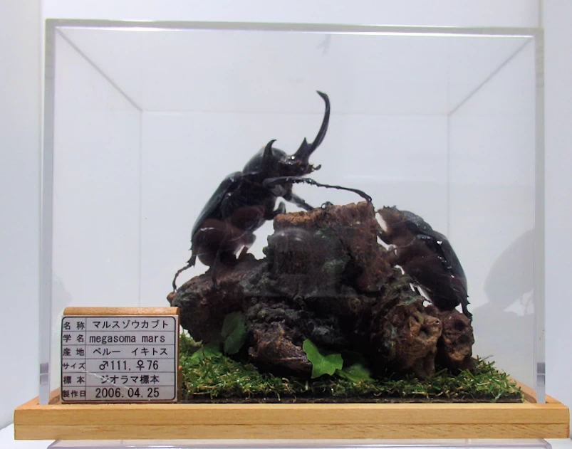 マルスゾウカブト♂111mm,♀76m ジオラマ標本 | オオクワ京都昆虫館