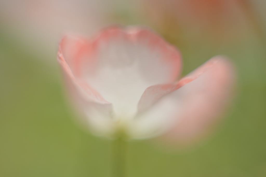 OM G.ZUIKO AUTO-S 55mm f1.2 Review作例 銀枠前期 OLYMPUS銘玉