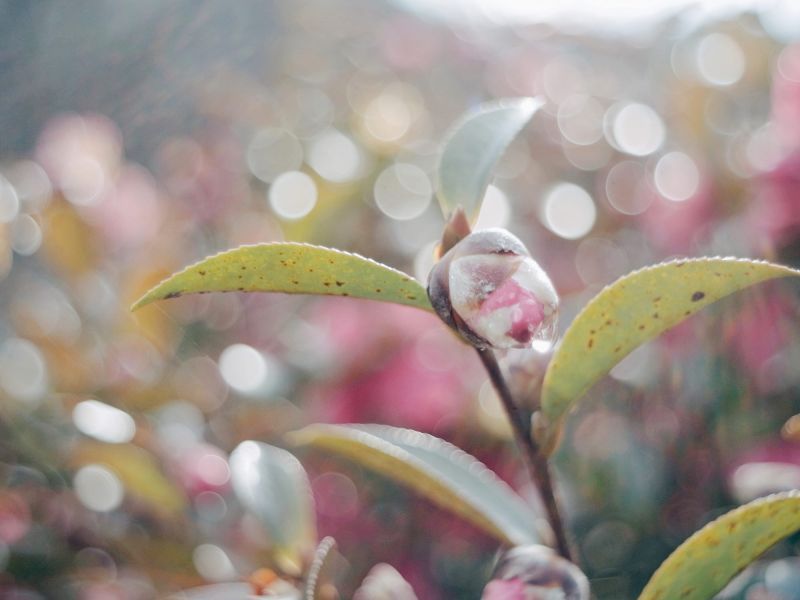 Pentacon（ペンタコン）Auto Multi Coating 29mm/F2.8｜オールドレンズ