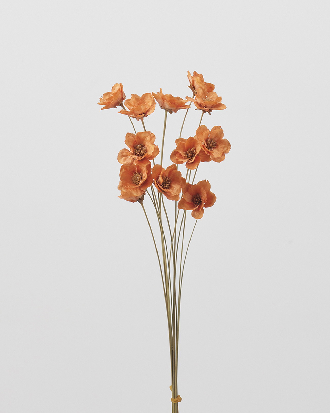 ｱﾈﾓﾈﾌﾗﾜｰ ｵﾚﾝｼﾞ: ドライフラワー ｜ YDMオンラインストア ｜ 横浜