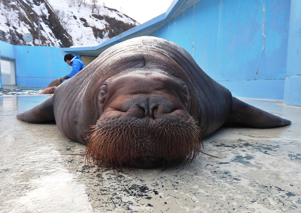 おたる水族館｣…セイウチ｢しずく｣2才のお誕生日会(4/6) | 小樽観光協会