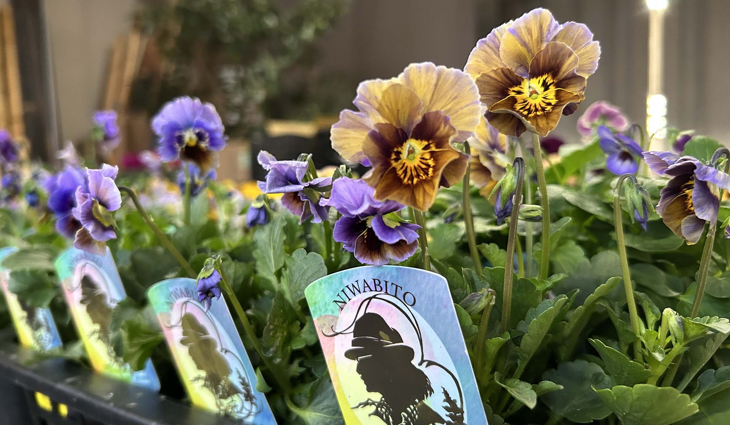 秋の園芸シーズン! この週末はパンジー・ヴィオラ最盛期 霧島よりあの