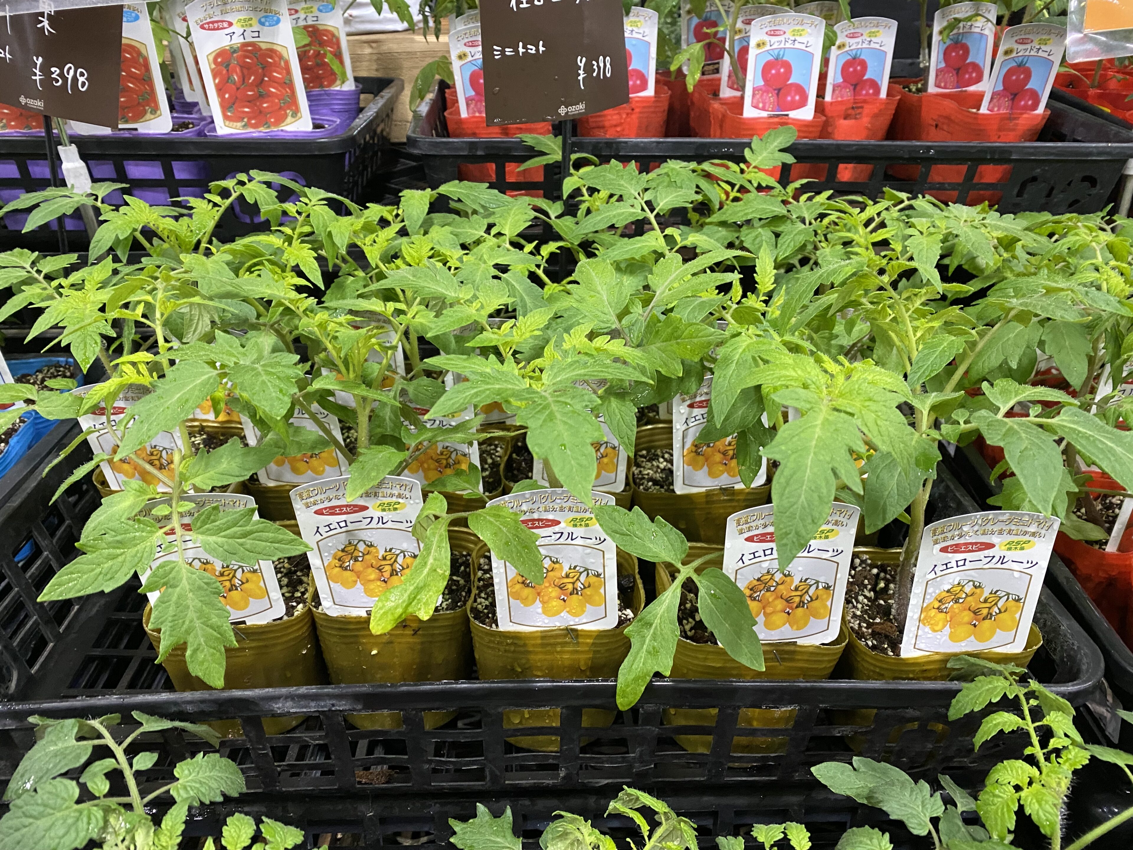 夏野菜の苗が入り始めました！ | オザキフラワーパーク | オザキ