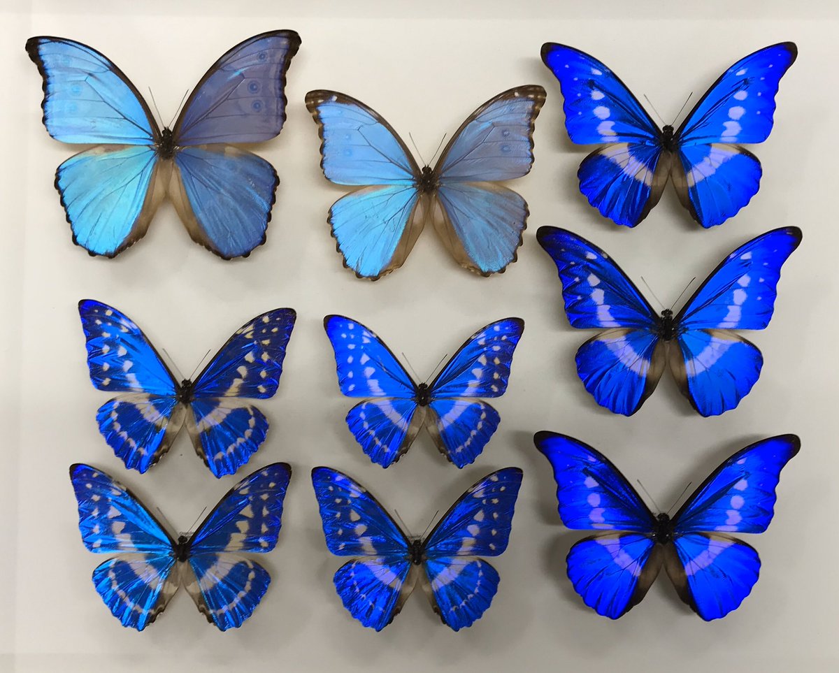 新着標本】 ヘレナモルフォ、キプリスモルフォ、ディディウスモルフォ