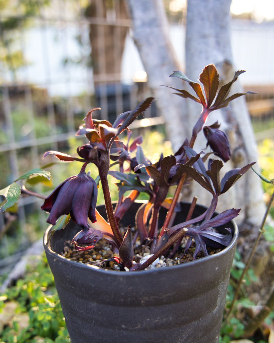 広瀬園芸】さんのクリスマスローズを撮影して、音ノ葉HPに掲載しました