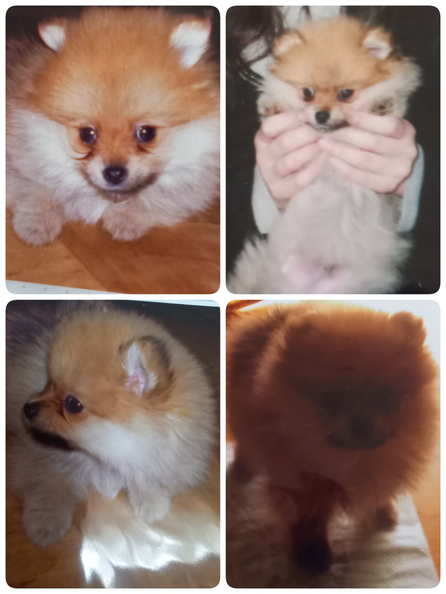 うちの子記念日】 今日は17年前に3代目ポメ🐶が我が家に来た日です