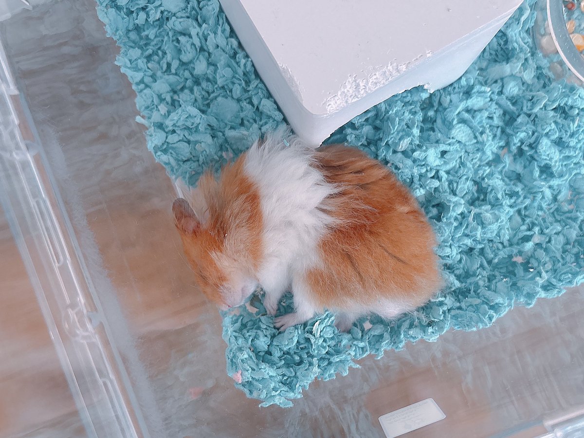 Post by ハムちゃん🐹 on X: 😴