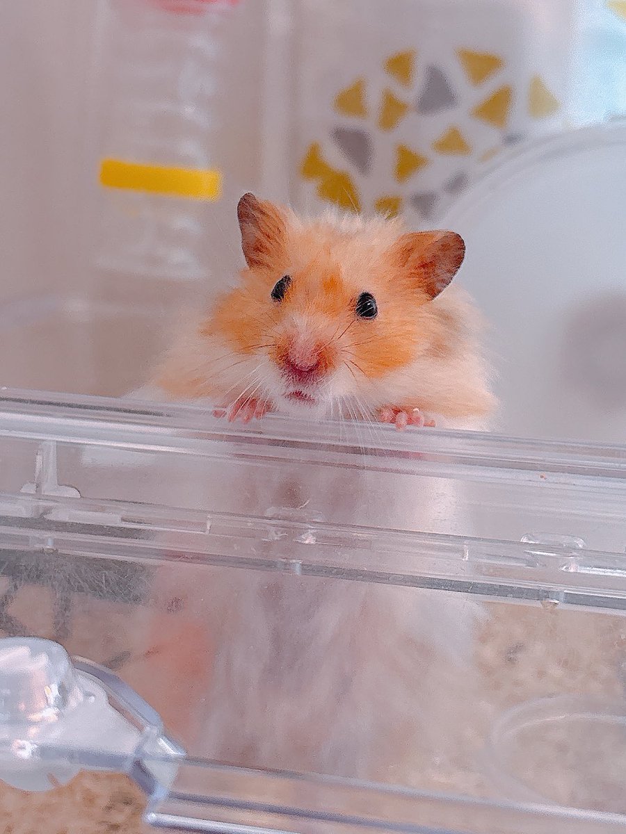 Post by ハムちゃん🐹 on X: gm🐹