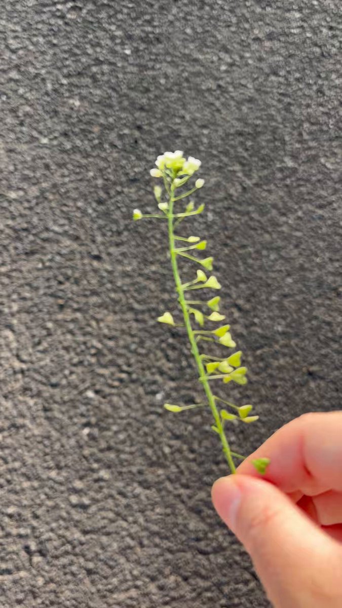ぺんぺん草を見つけたので。
