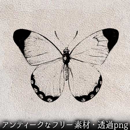 ちょうちょ（蝶）のイラスト | ペン画のフリー素材・アンティークな