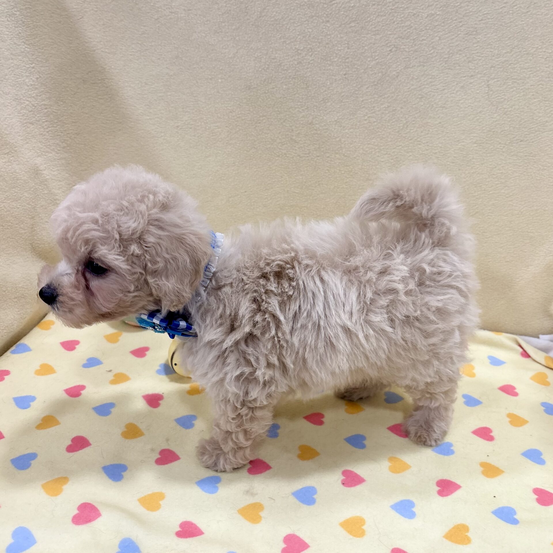 ミックス犬(マルチーズ×トイ・プードル) | ペットフォレスト