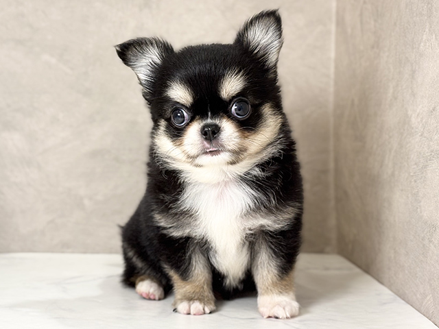 チワワ 武蔵小山店 │ペッツファースト公式サイト