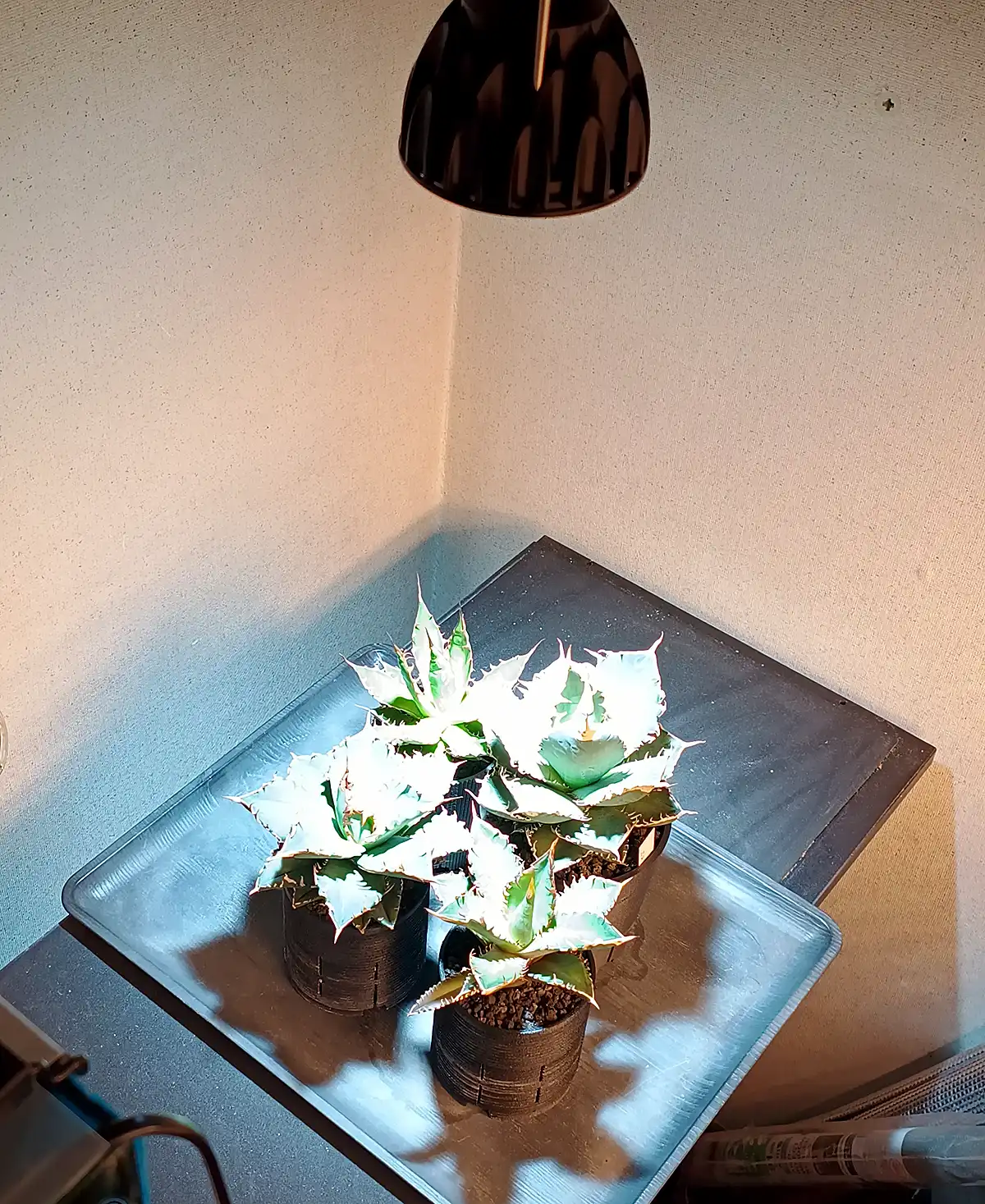 レビュー】BRIM(ブリム) SOL 24W 植物育成ライト | アガベの成長をただ