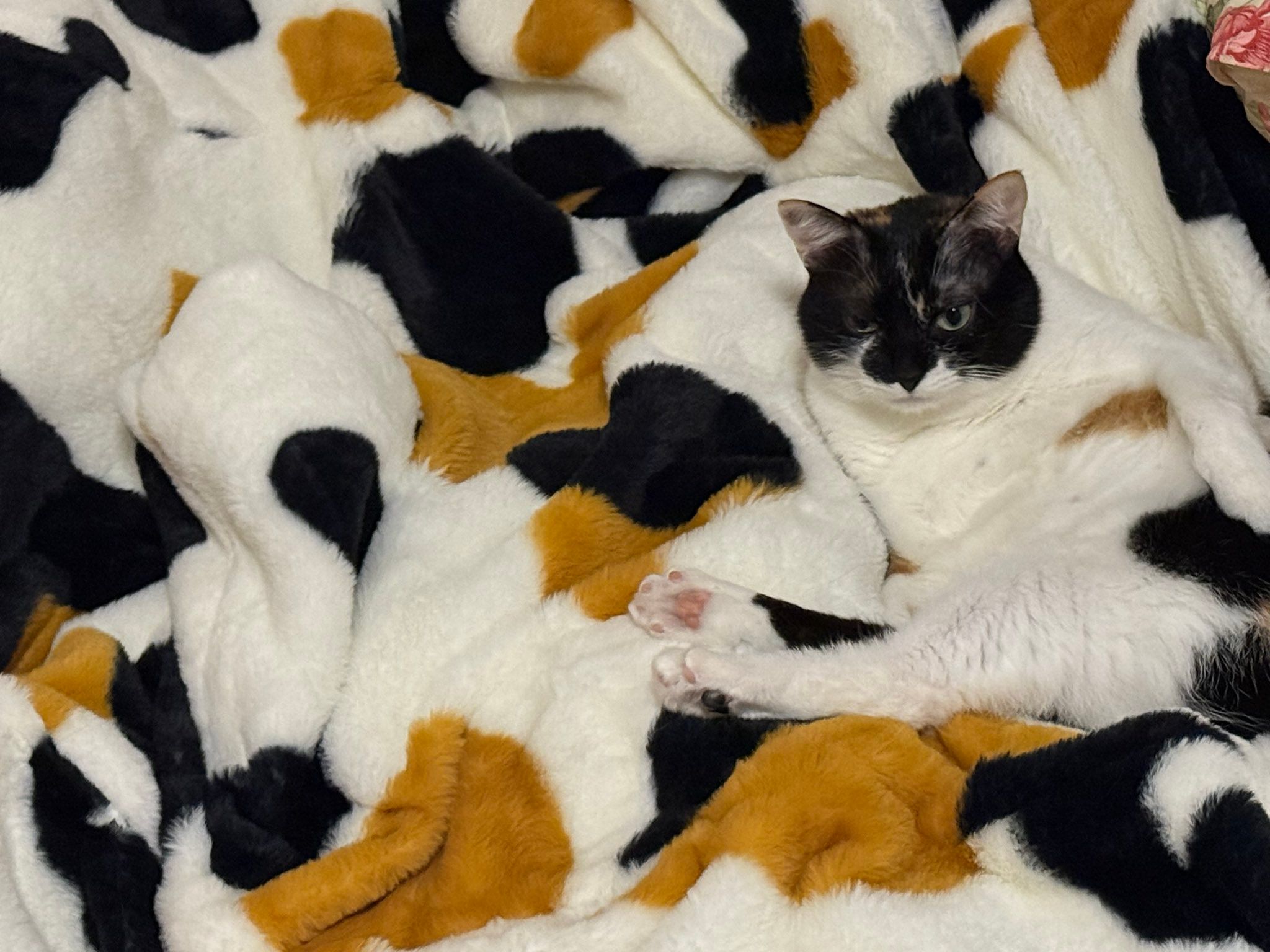 分かりますか？どこかに猫がいます！】模様が精巧すぎて“本物の三毛猫